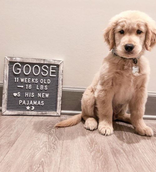 goose5 (1)