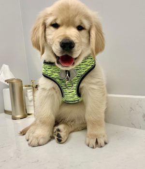 mack male4