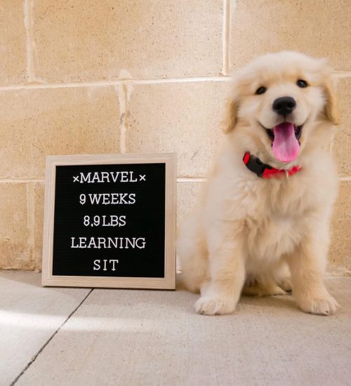 marvel8